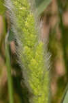 Annual rabbitsfoot grass